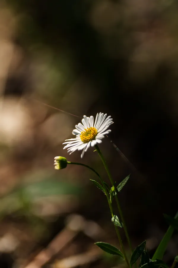 A single white Mexican fleabane catches sunlight beside a closed bud, with a faint spider silk thread crossing the dark shaded background.