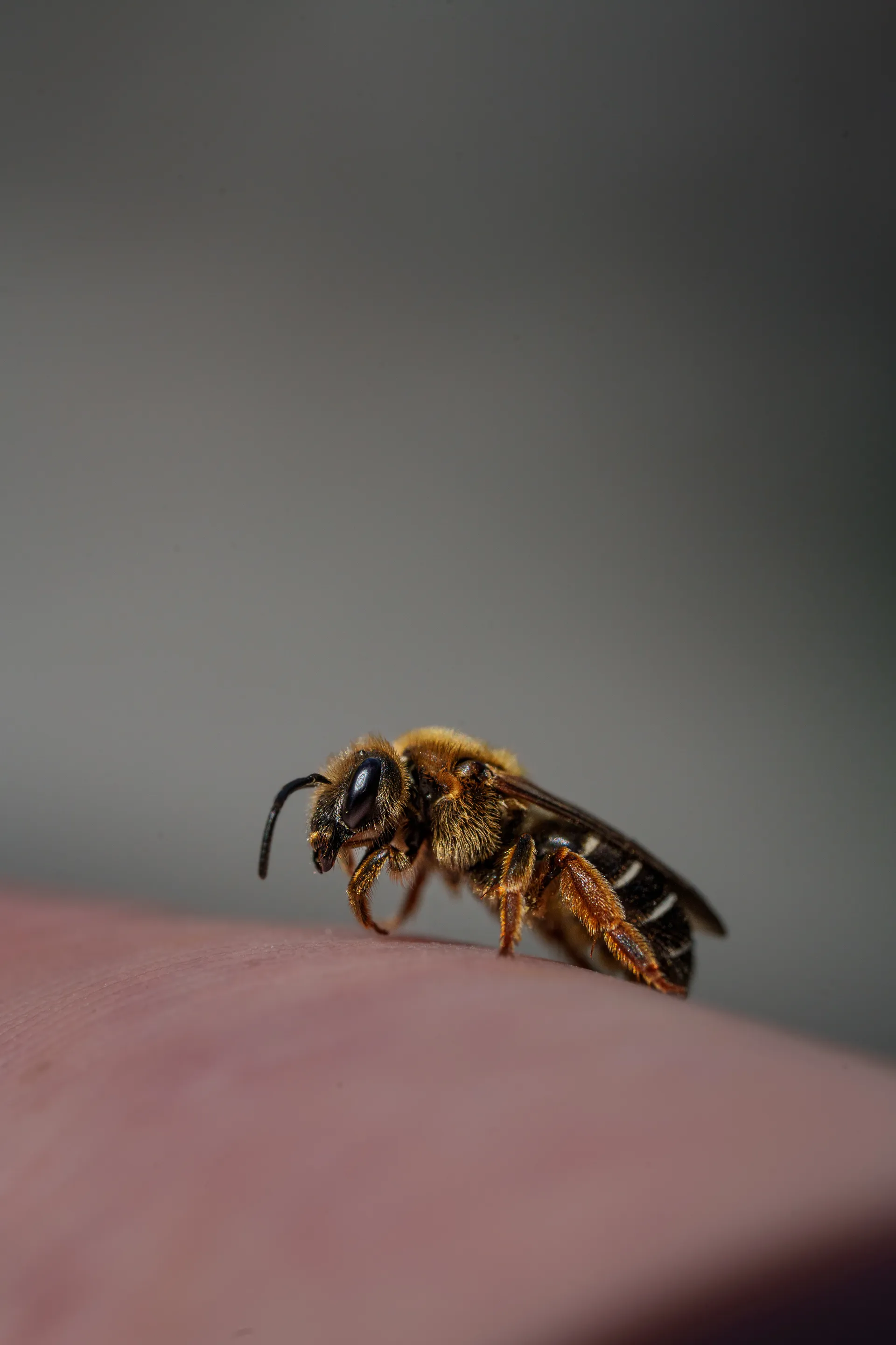 A banded mining bee rests on the curve of a fingertip, its golden-brown thorax and striped abdomen catching the soft light against a muted grey background.