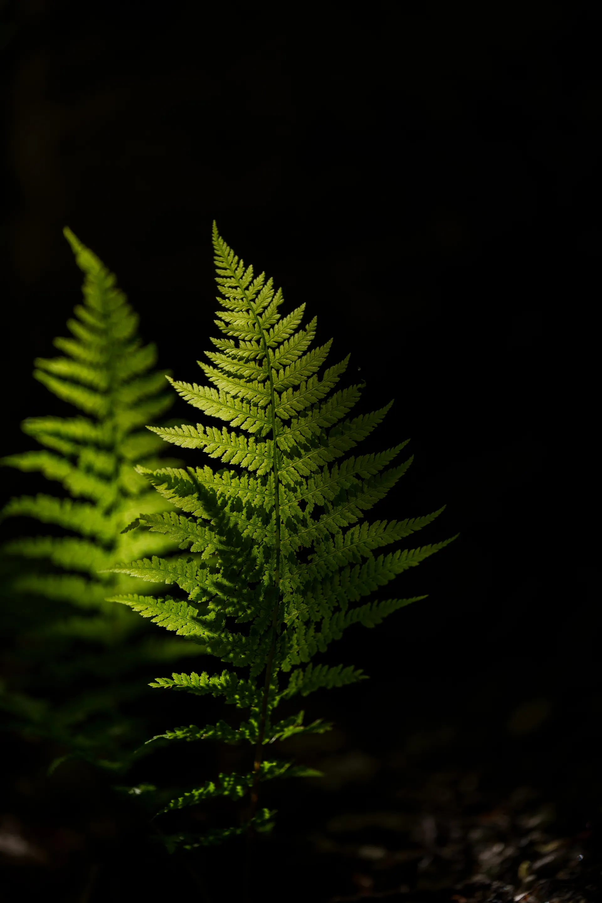 A sunlit fern frond catches a beam of light against a dark forest backdrop, its delicate leaflets glowing in vivid green.