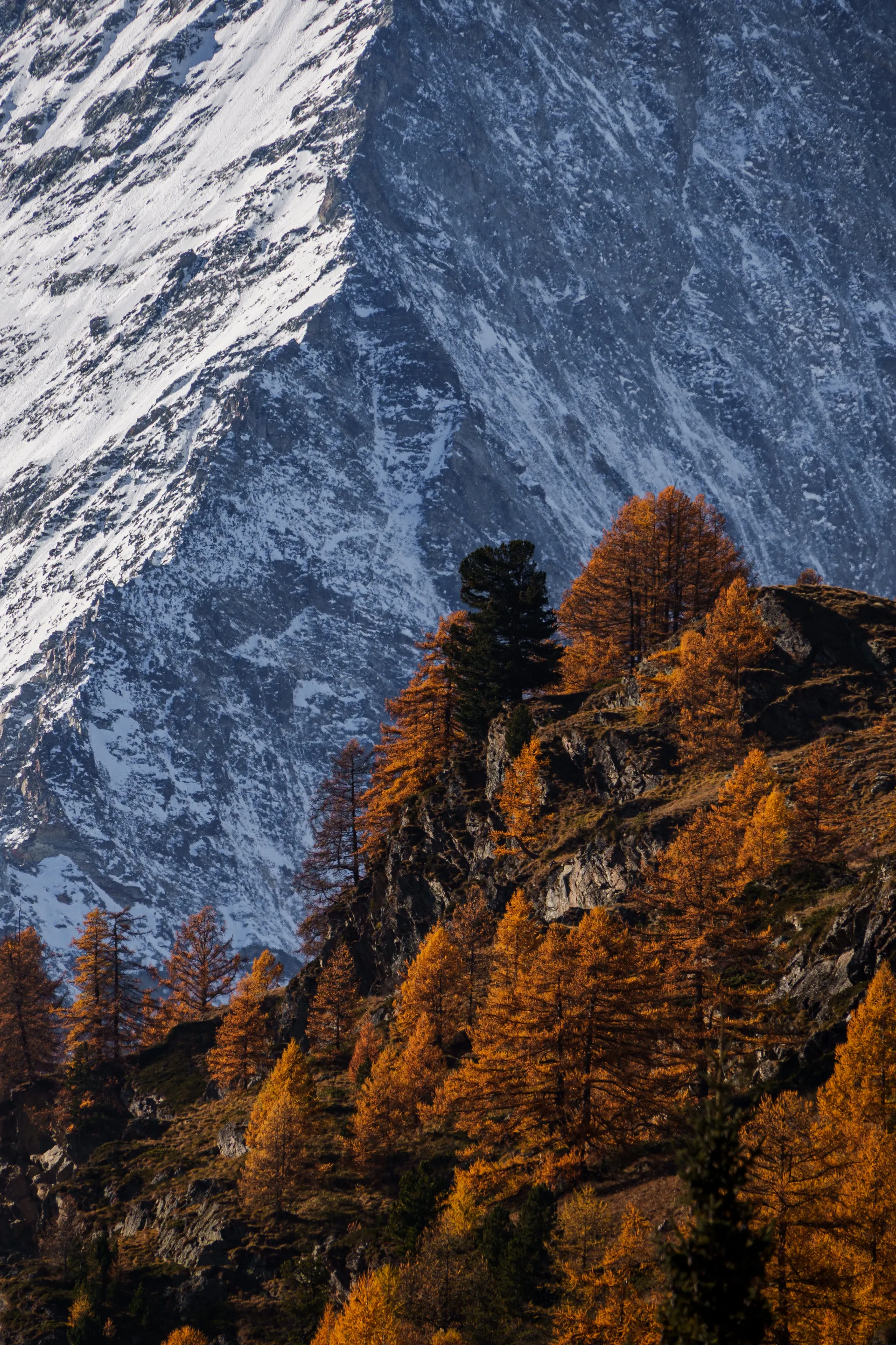 Golden larch trees glow against the blue-gray face of an alpine peak dusted with early snow.
