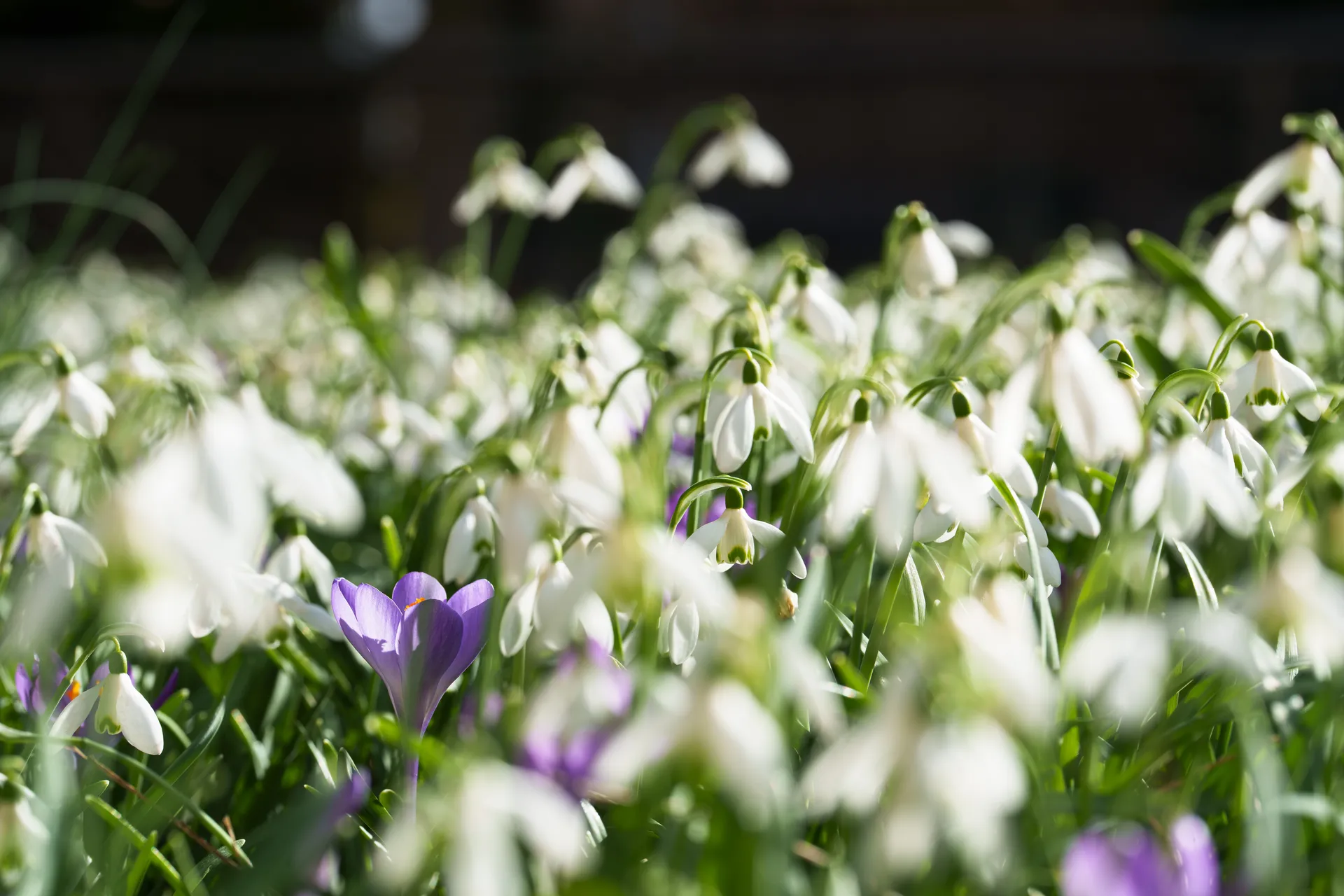 A dense carpet of snowdrops fills the frame, their white hanging bells catching soft backlight while a few violet crocuses push up among them.