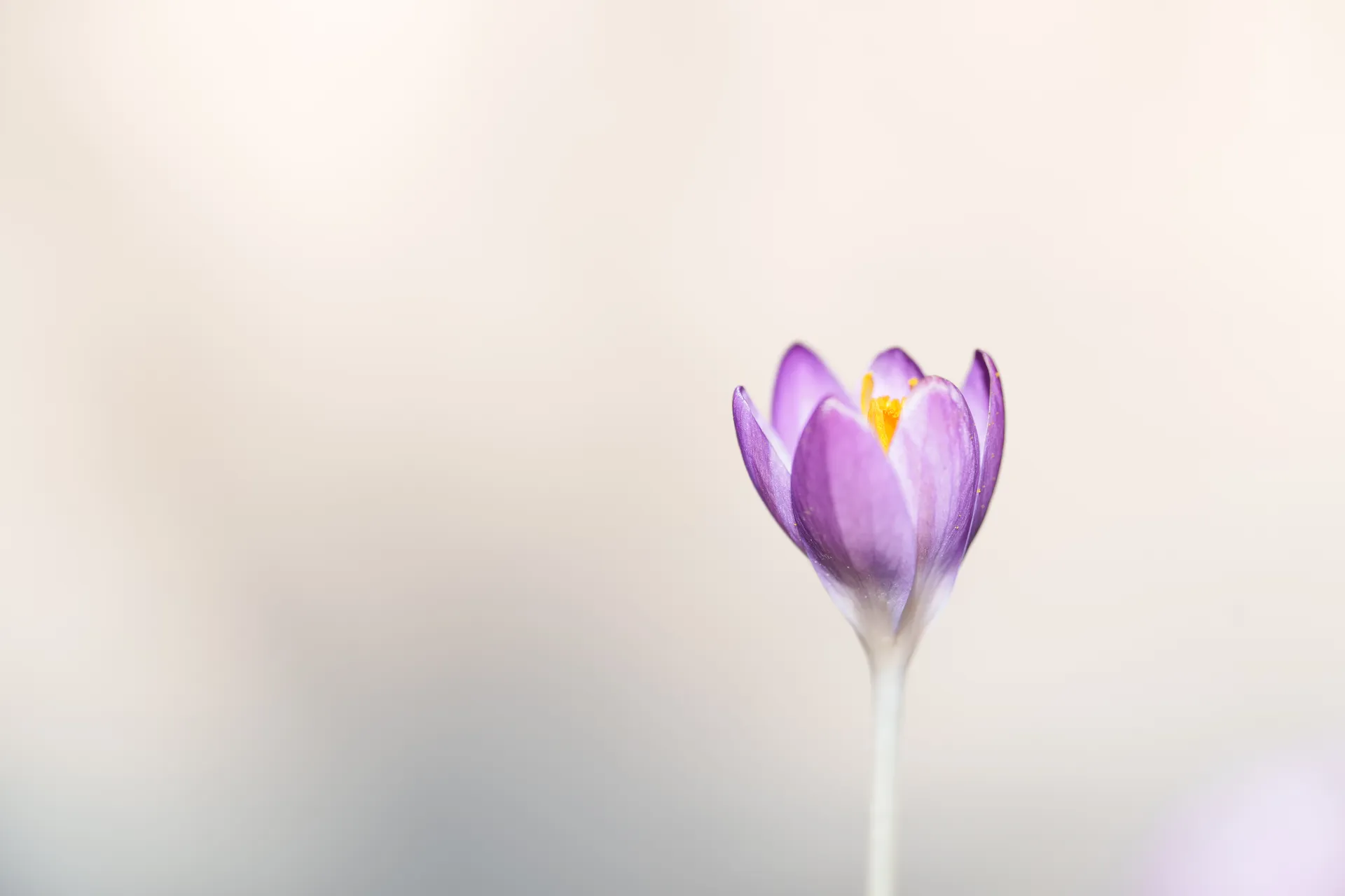 A single Crocus tommasinianus bloom opens fully against a clean, pale background, its lilac petals parted to reveal a vivid yellow centre.