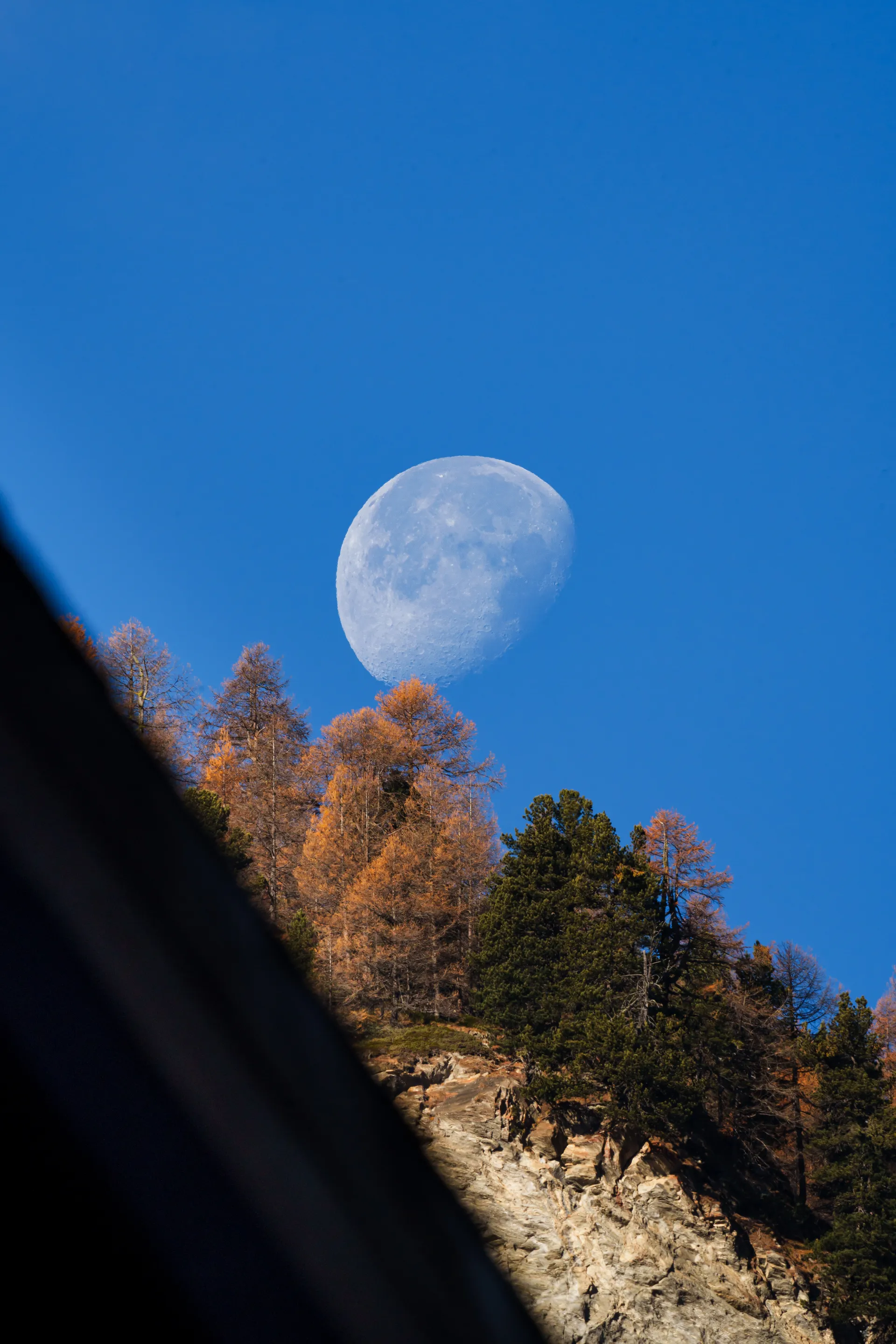 A gibbous moon rises behind a ridge of golden autumn larches against a deep blue sky.