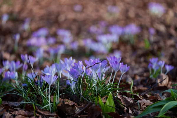 Clusters of violet crocuses push through dry brown leaves at ground level, their petals catching soft light while the shallow depth of field dissolves the scene into warm bokeh.