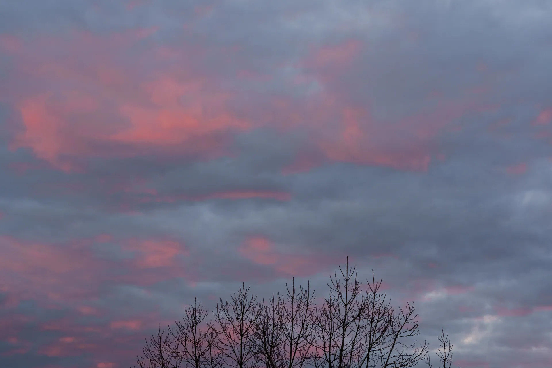 Pink and grey clouds stretch across the evening sky above the dark silhouette of bare winter branches.