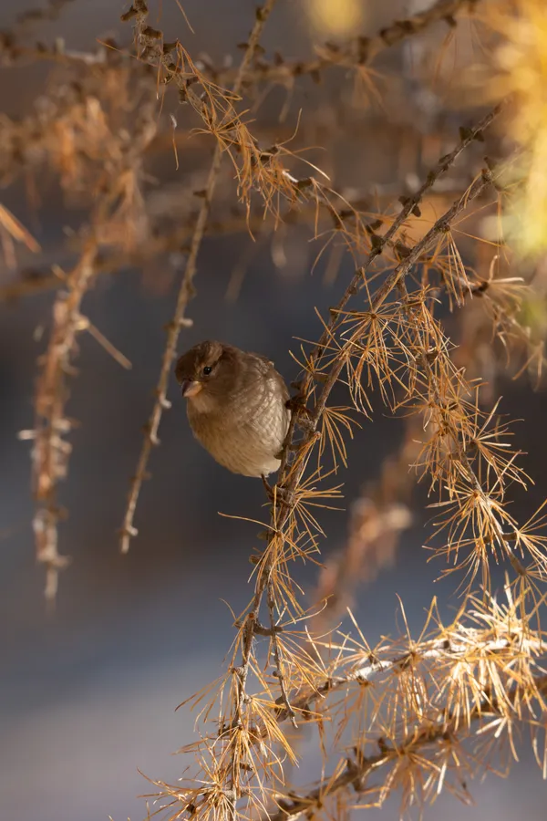 A House Sparrow rests among golden larch needles, backlit by the autumn sun.