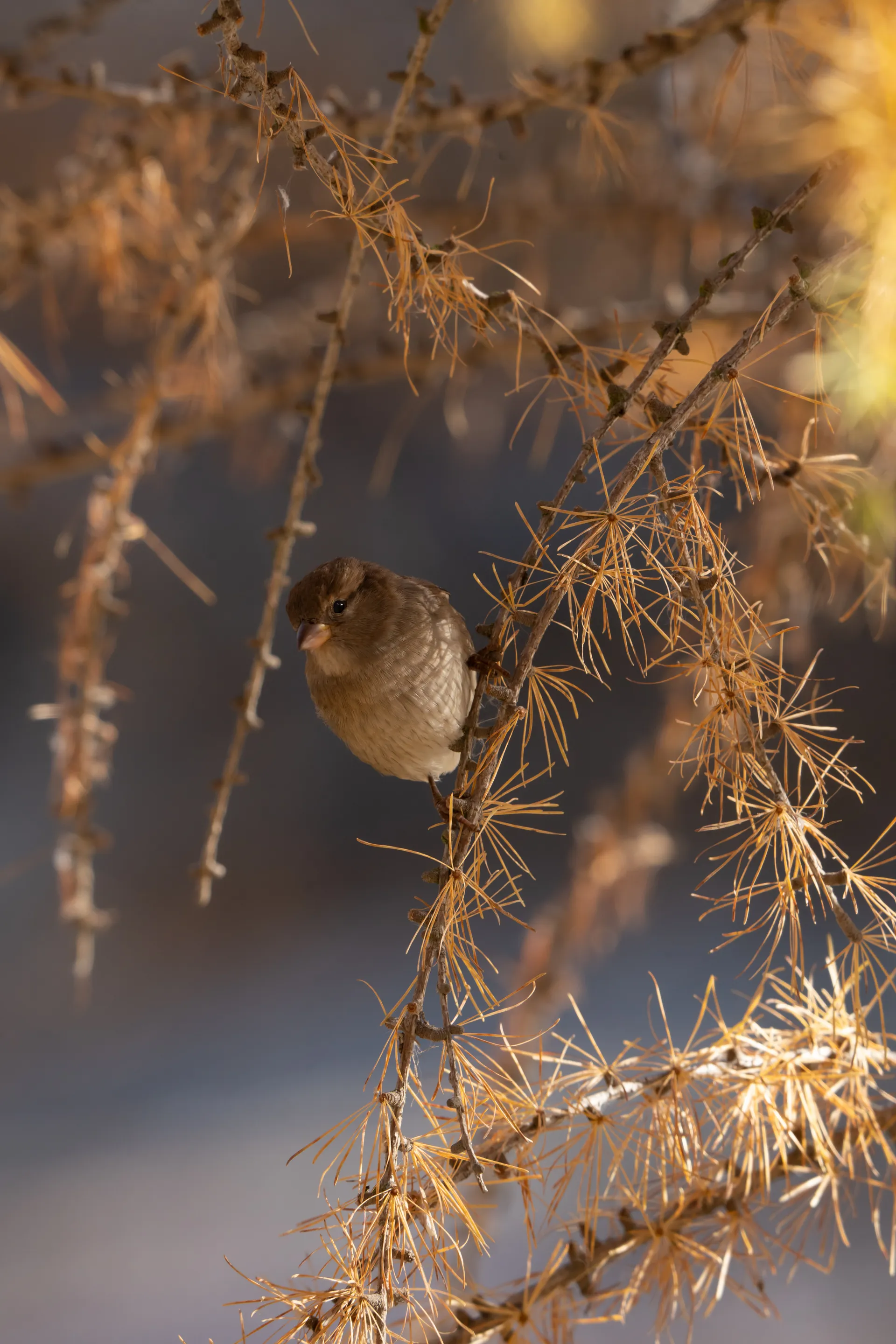 A House Sparrow rests among golden larch needles, backlit by the autumn sun.