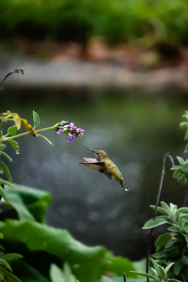 An Anna's hummingbird suspended in mid-flight, approaching purple sage flowers in a gentle rain.
