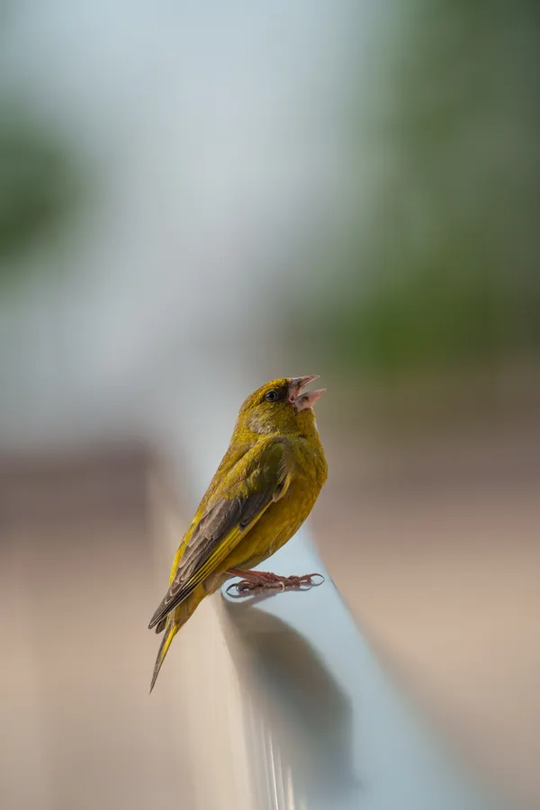A male European greenfinch perches on a metal railing, beak open mid-song against a soft blurred background.
