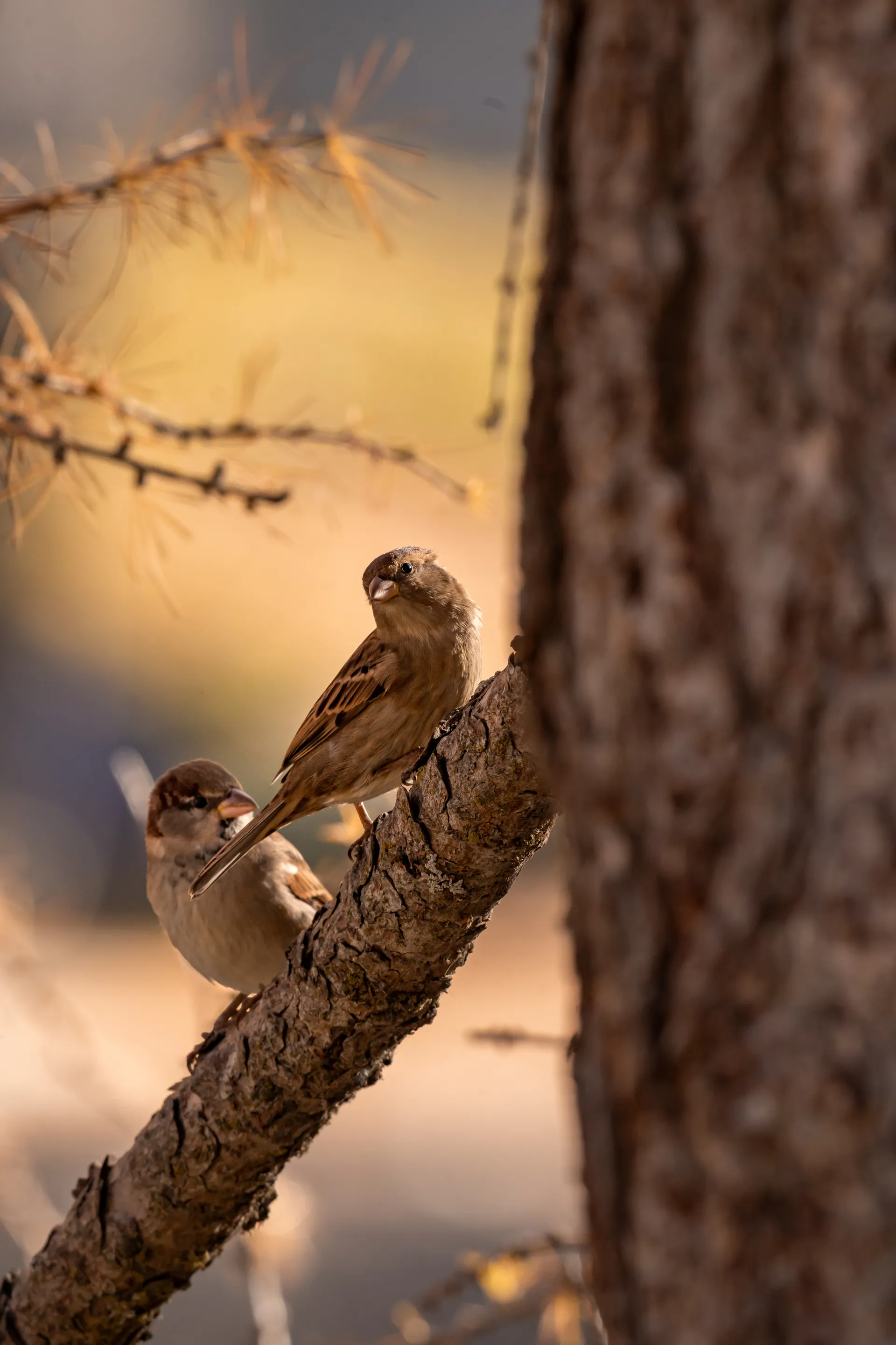 Two sparrows share a branch in warm autumn light, one gazing upward.