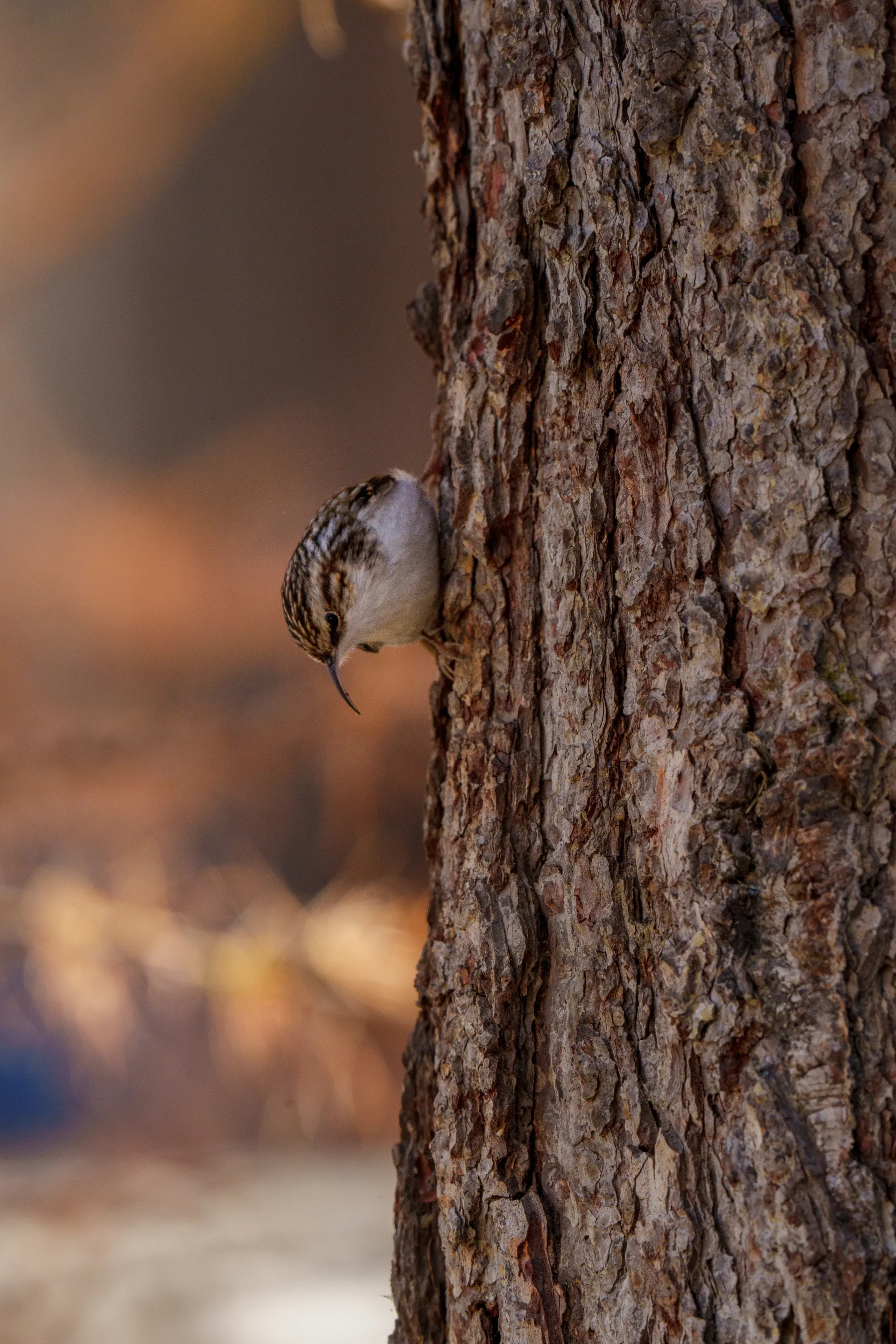 A Eurasian treecreeper with its distinctive streaked brown plumage clings to tree bark, its thin curved bill perfect for probing crevices.