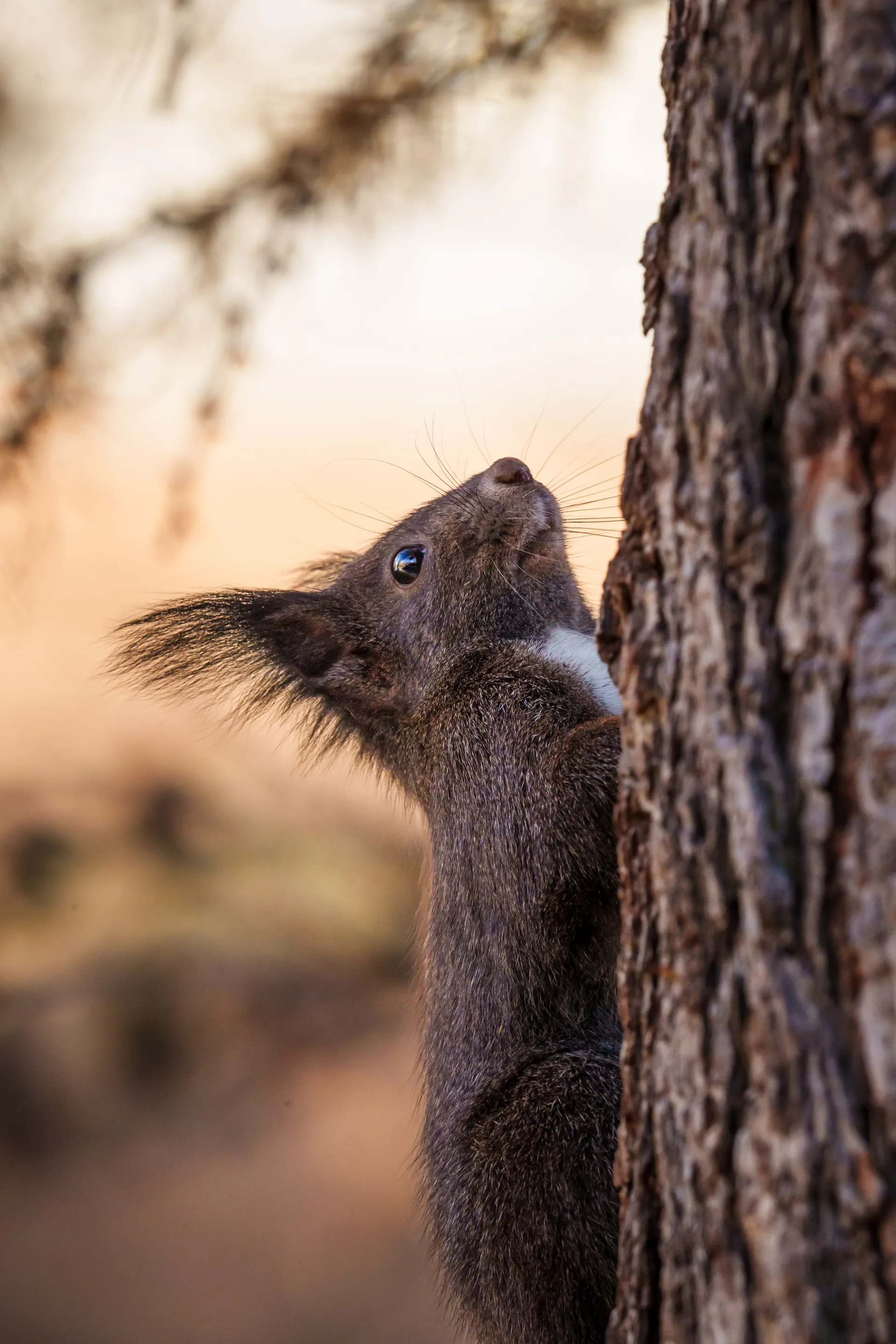 A curious squirrel climbs a tree trunk, whiskers catching the warm autumn light.