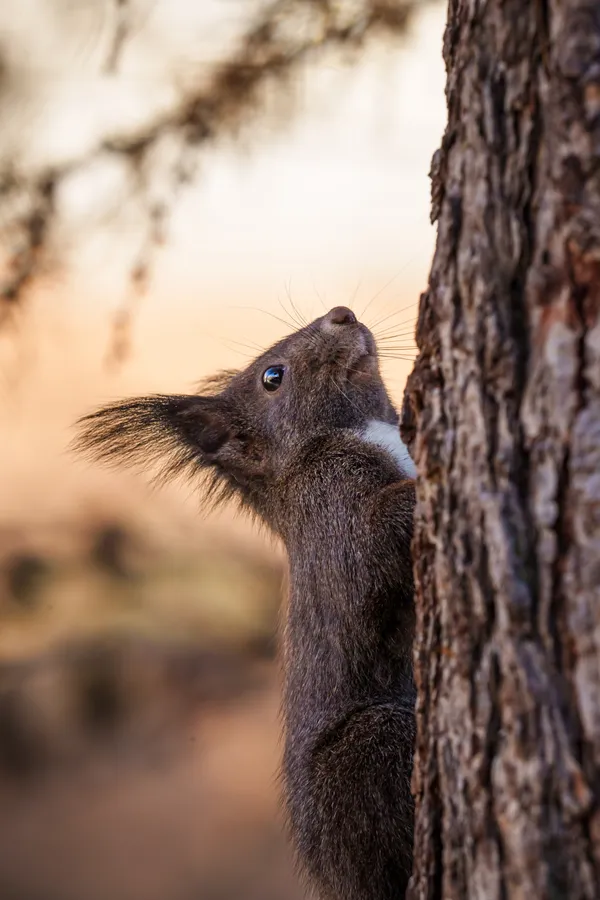 A curious squirrel climbs a tree trunk, whiskers catching the warm autumn light.