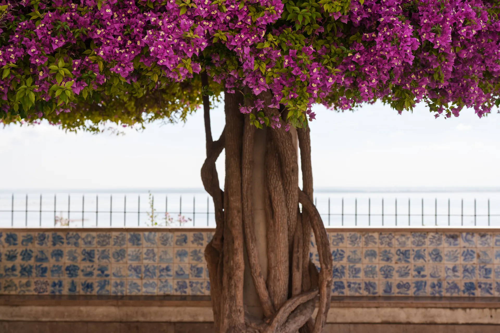 A twisted bougainvillea trunk rises in front of a blue-and-white azulejo wall, its branches crowned with magenta flowers above a view of the sea.