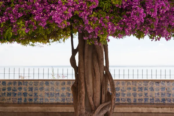 A twisted bougainvillea trunk rises in front of a blue-and-white azulejo wall, its branches crowned with magenta flowers above a view of the sea.