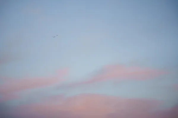 Two birds cross a pastel sky where soft pink clouds drift through fading blue light.