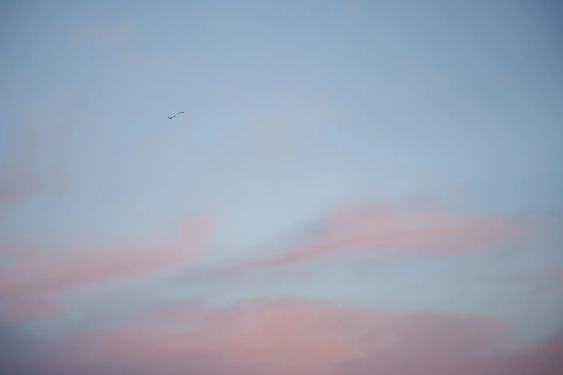 Two birds cross a pastel sky where soft pink clouds drift through fading blue light.