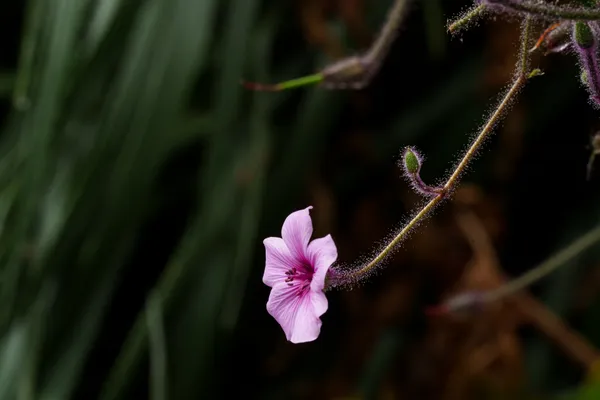 A pink Madeira cranesbill flower hangs from a slender hairy stem against a deep green background.