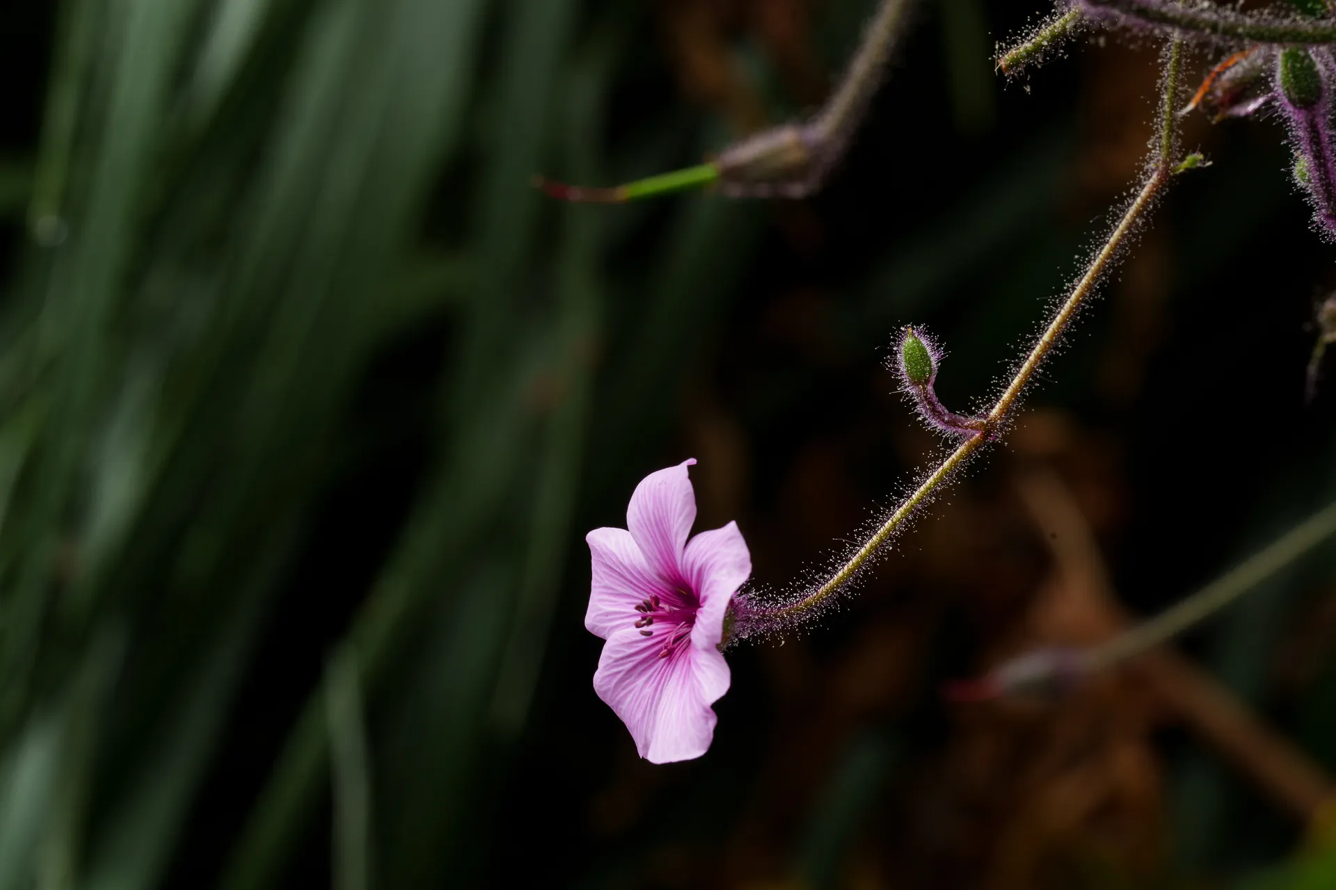 A pink Madeira cranesbill flower hangs from a slender hairy stem against a deep green background.