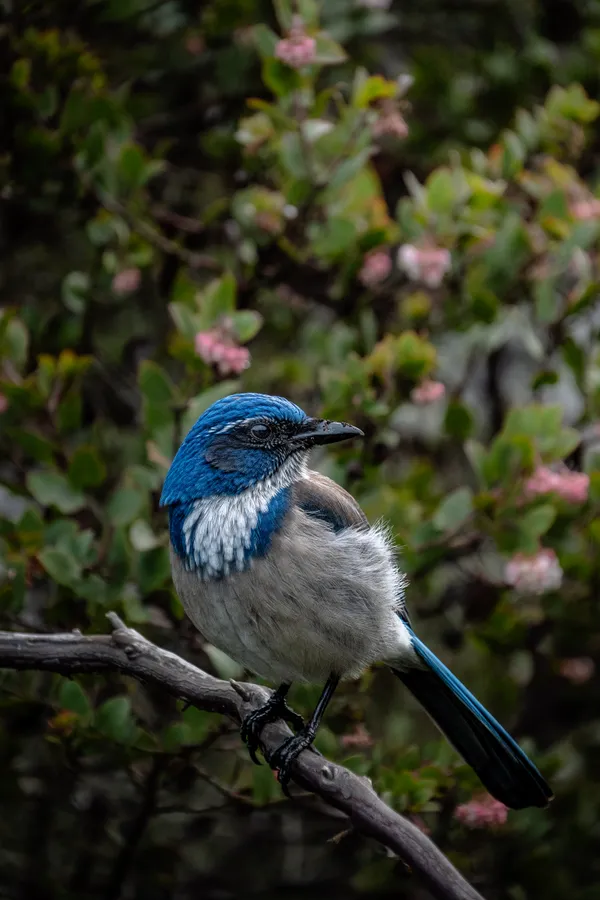 A California scrub-jay with its brilliant blue plumage perched among pink flowers.