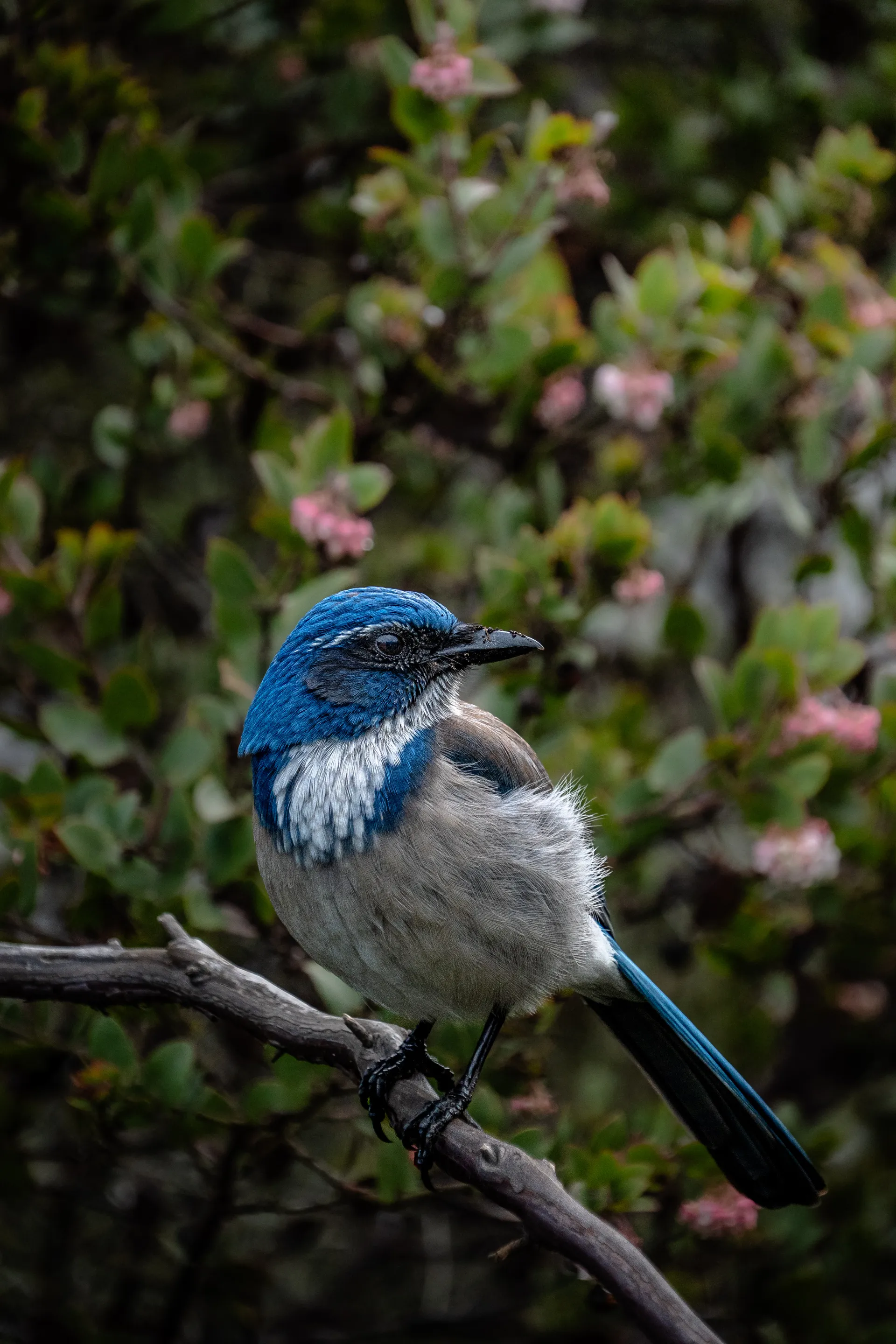 A California scrub-jay with its brilliant blue plumage perched among pink flowers.