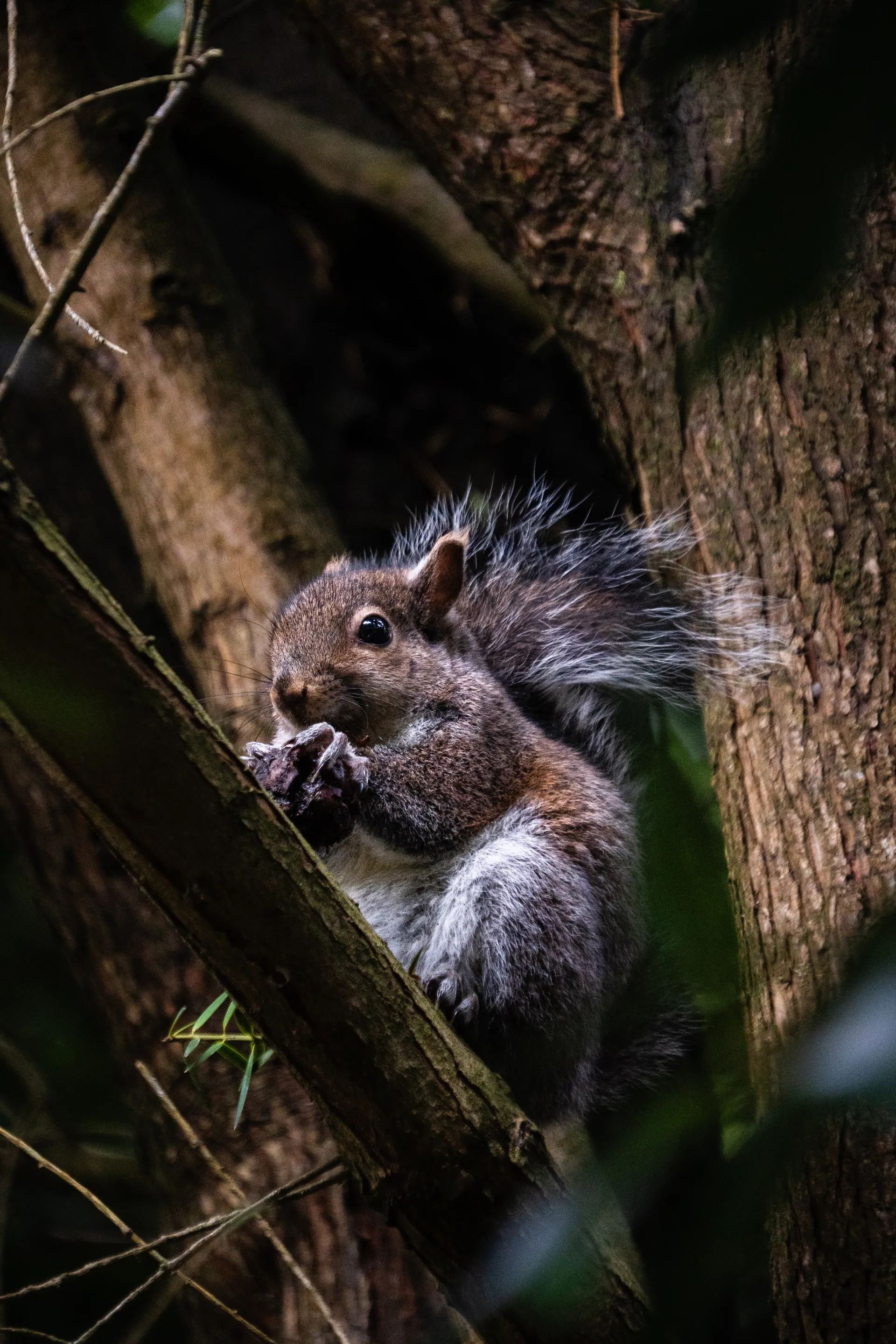 An eastern gray squirrel perches on a moss-covered tree branch, holding food in its paws as its bushy tail catches the light.