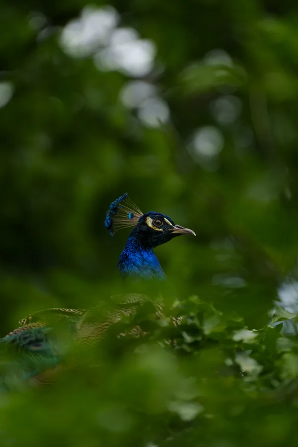 A male Indian peafowl peers through dense green foliage, its iridescent blue head and crest catching the light.