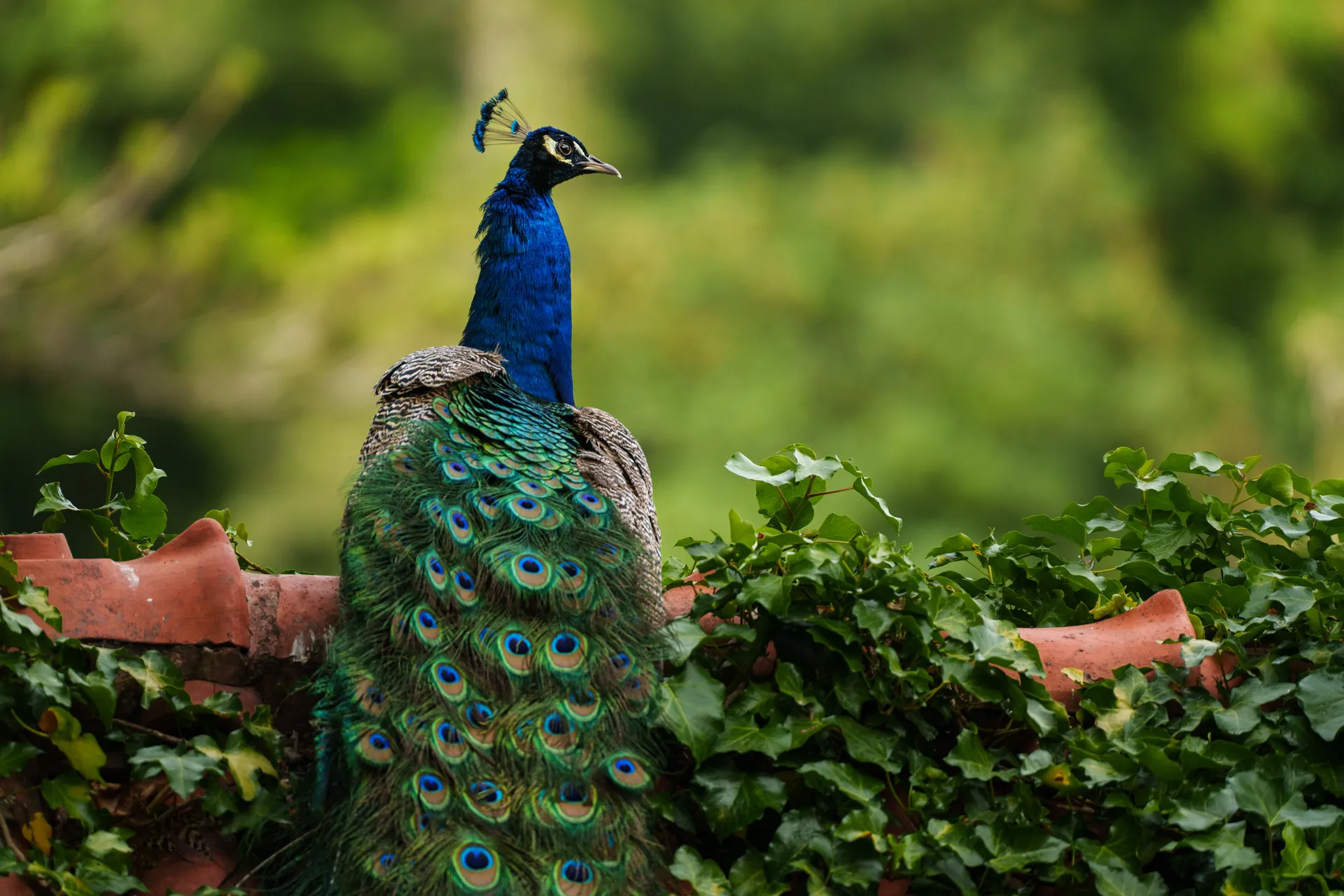 An Indian peafowl rests on a terracotta-tiled roof draped with ivy, its iridescent train of eye-spotted feathers spilling behind it.