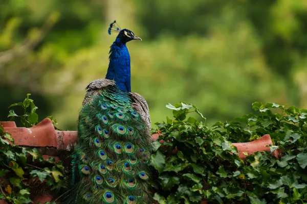 An Indian peafowl rests on a terracotta-tiled roof draped with ivy, its iridescent train of eye-spotted feathers spilling behind it.
