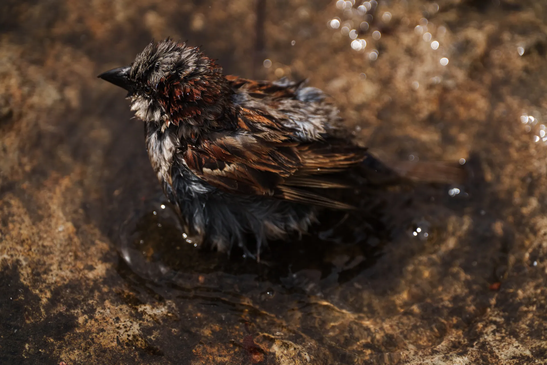 A male house sparrow bathes in a shallow pool, droplets scattering as it ruffles its wet feathers.