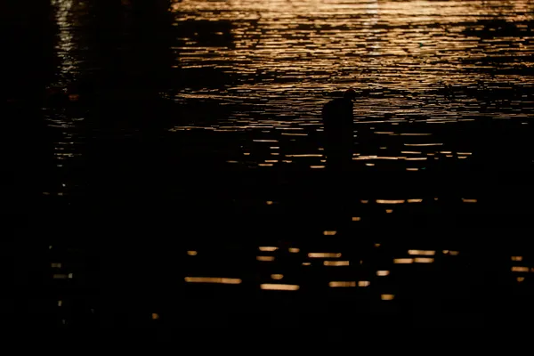 A lone bird drifts through golden light reflections on dark water near Mythenquai at night.