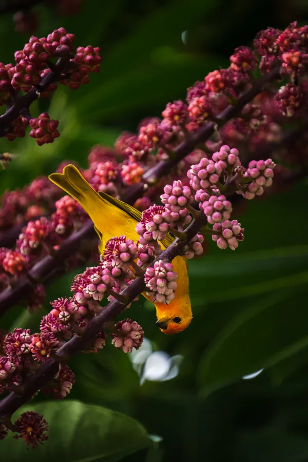 A vibrant saffron finch perches among pink berries, its golden-yellow plumage glowing against the tropical foliage.