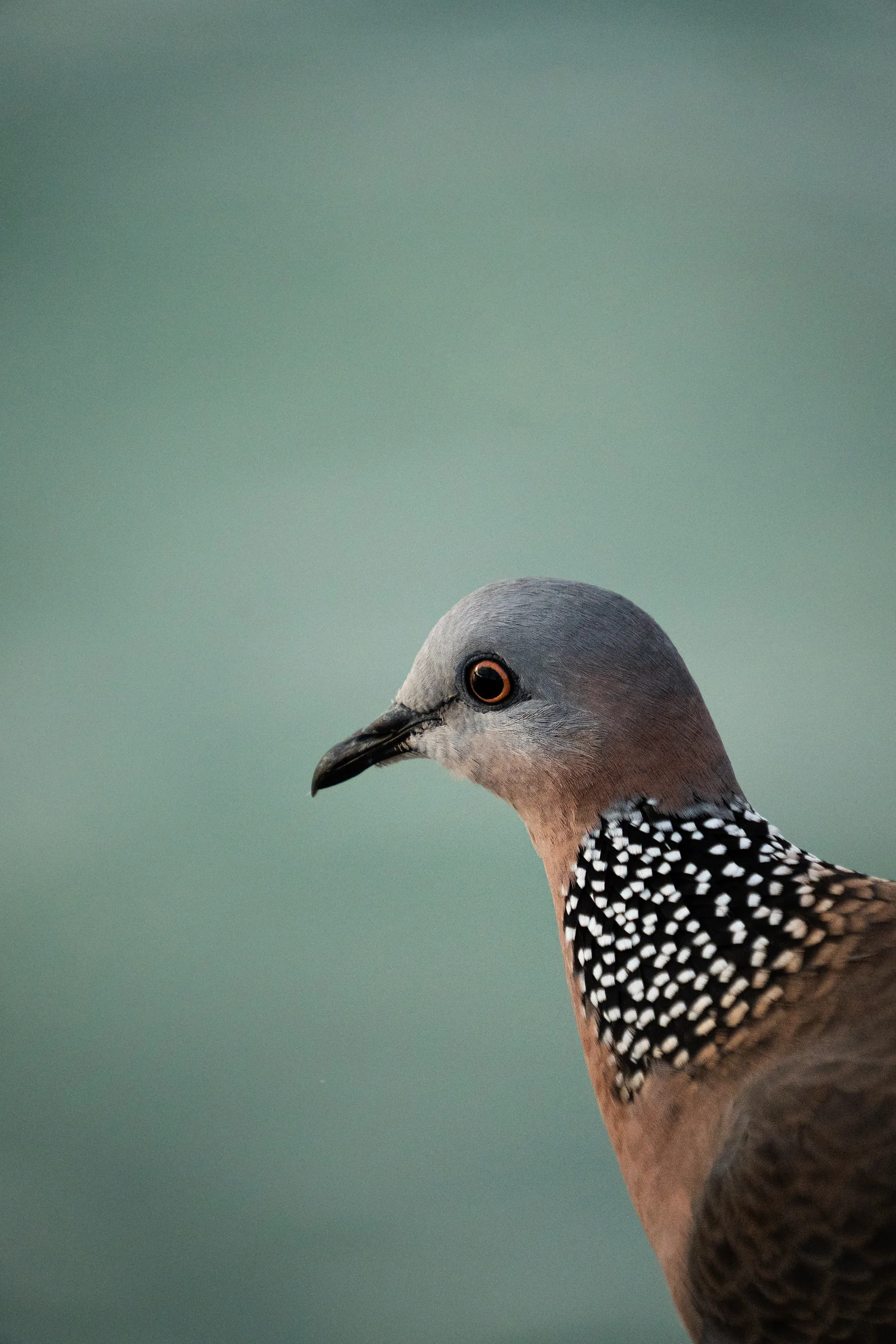 A spotted dove in profile, showcasing its distinctive black and white spotted wing pattern, soft gray head, and warm peach-colored breast against a muted blue-gray background.