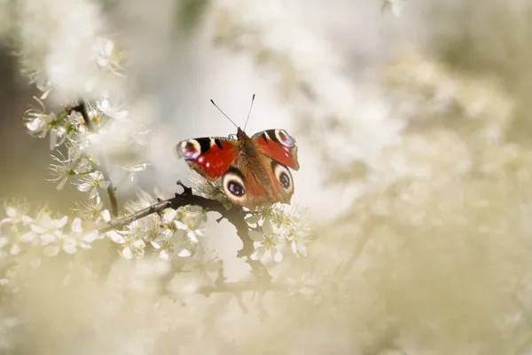 A peacock butterfly rests on white blossoms, its vivid eye-spot wings catching the light in a soft, hazy setting.