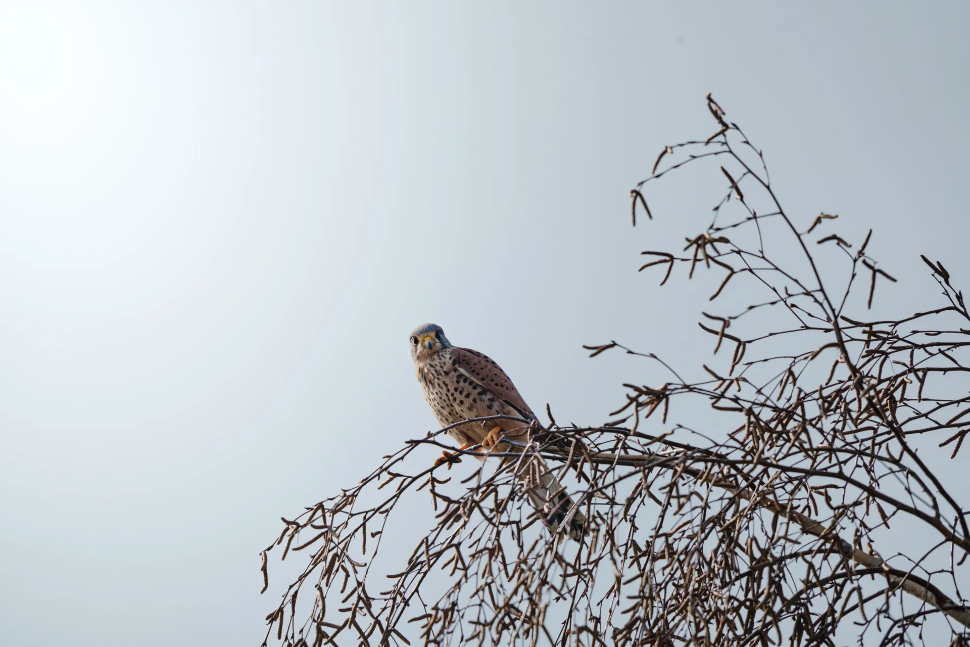A common kestrel perches on bare branches, scanning the ground below from its elevated lookout.
