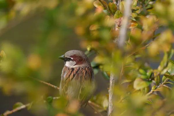 A house sparrow rests among autumn-toned foliage, partially concealed by surrounding leaves.