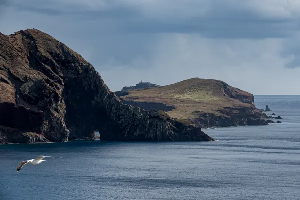 A seagull glides past dramatic sea cliffs under moody skies.