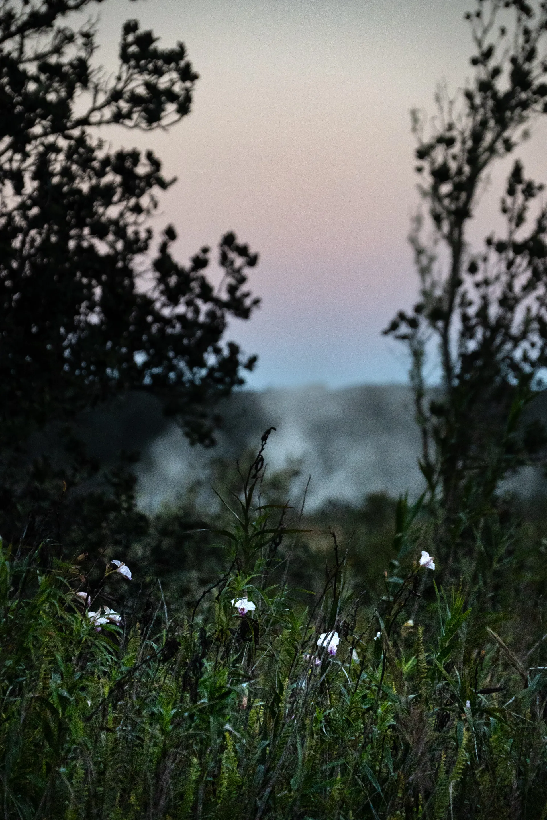 Steam rises through native vegetation at dusk, a reminder of the volcanic forces beneath.