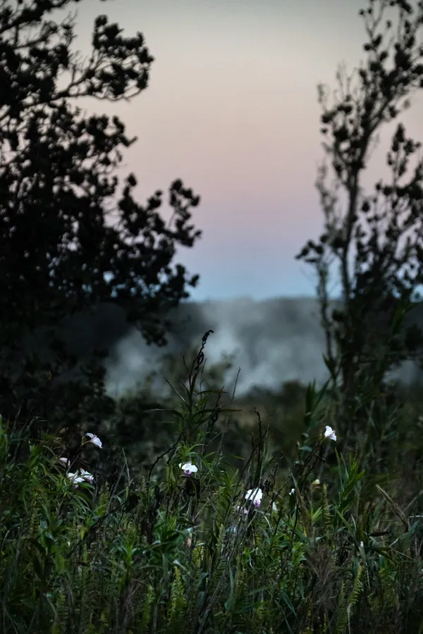 Steam rises through native vegetation at dusk, a reminder of the volcanic forces beneath.