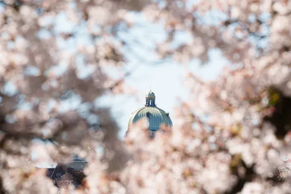 The dome of the Bundeshaus emerges through a dreamy veil of pink and white cherry blossoms.