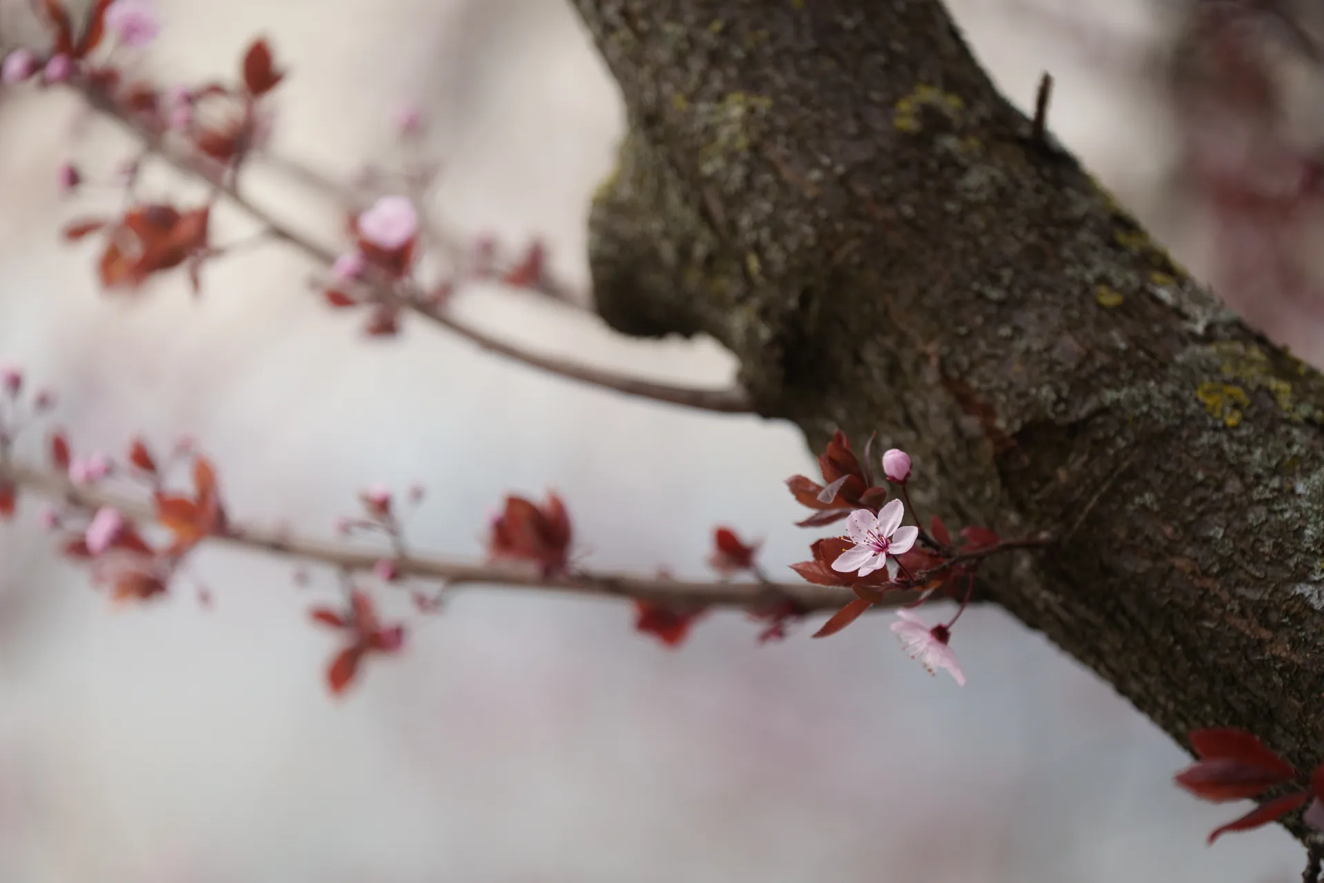 Pink cherry plum blossoms emerge along dark branches, their delicate petals framed against a soft, diffused background.