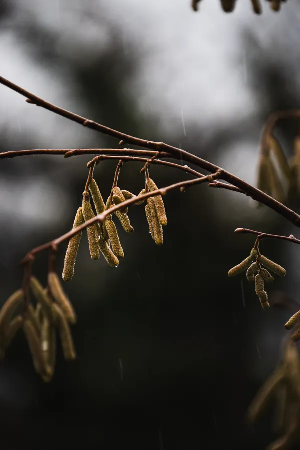 Delicate hazel catkins dangle from bare branches, their golden forms highlighted against a soft, misty background.