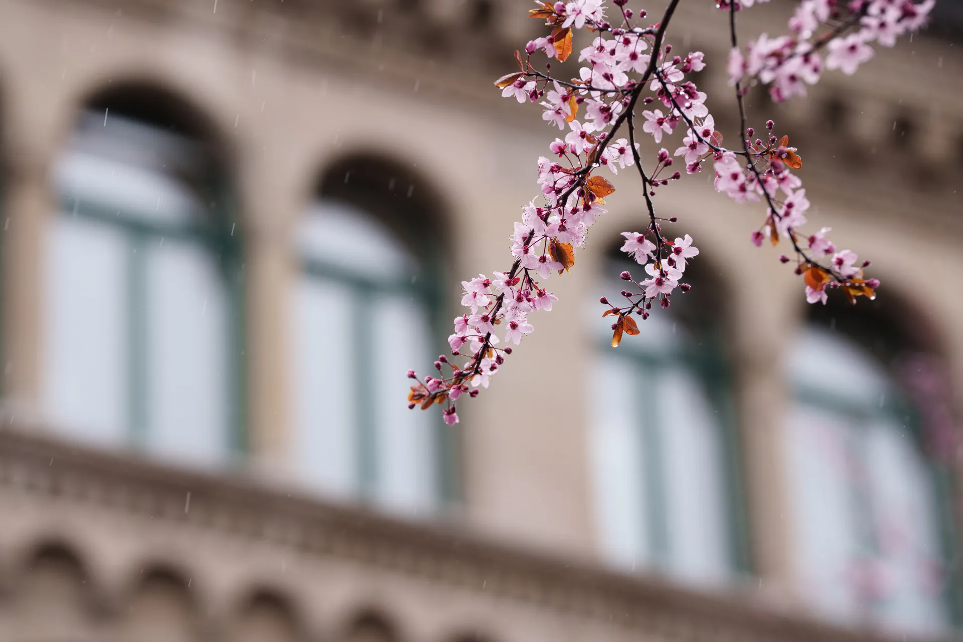 Cherry plum blossoms cascade from a branch in front of an ornate building facade, with light rain falling through the scene.