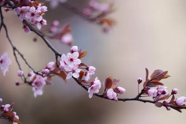 A branch of pink cherry plum blossoms with copper-red leaves stretches across the frame, set against a soft, muted background.