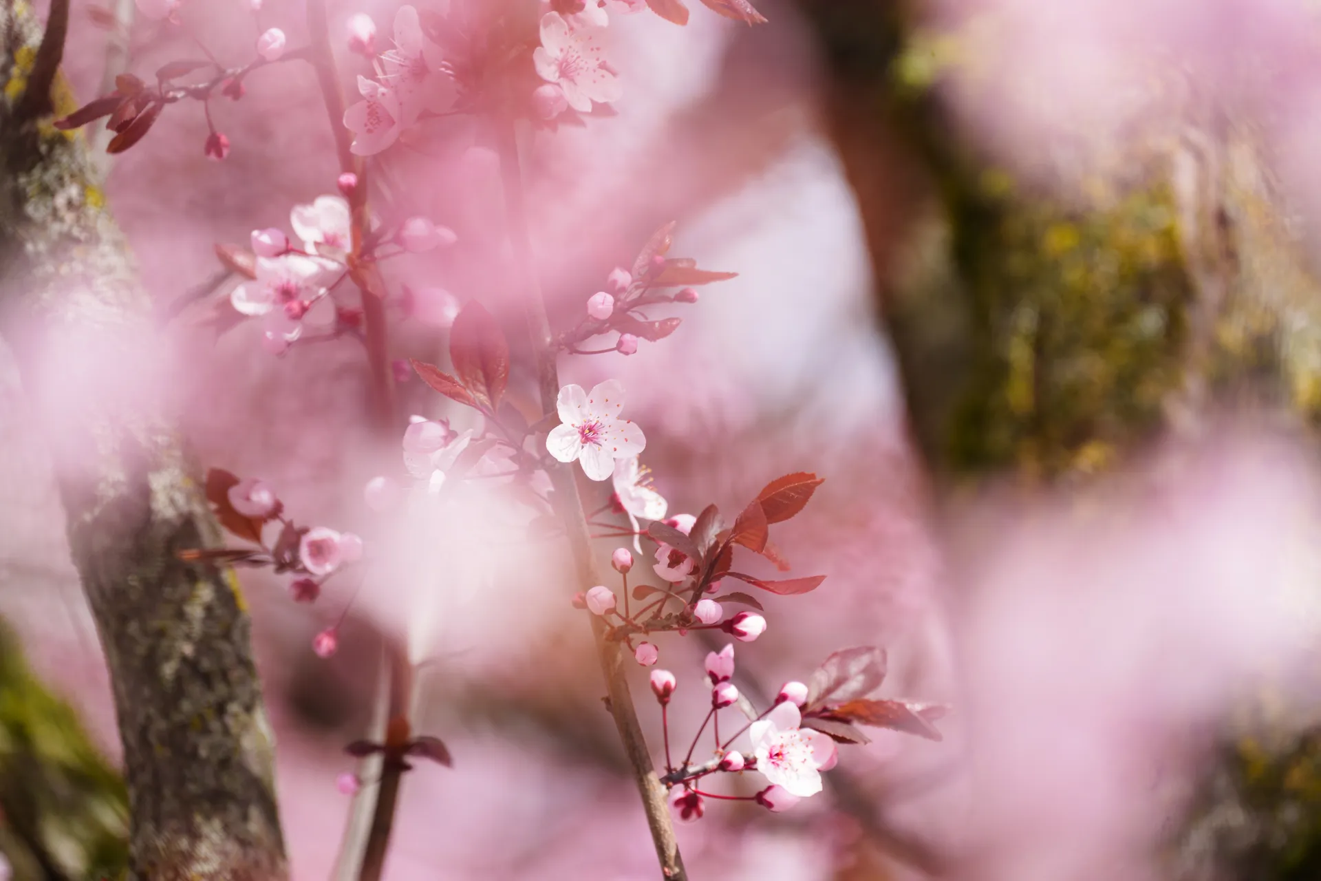Cherry plum blossoms seen through layers of soft pink petals and branches, creating a dreamy, enveloping atmosphere.