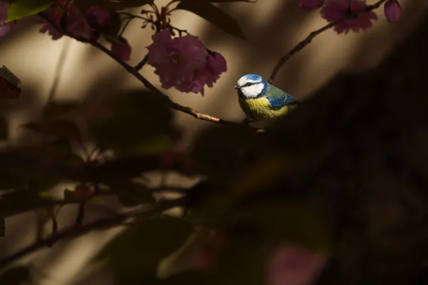 A Eurasian blue tit perches on a thin branch among pink cherry blossoms in warm, moody light.