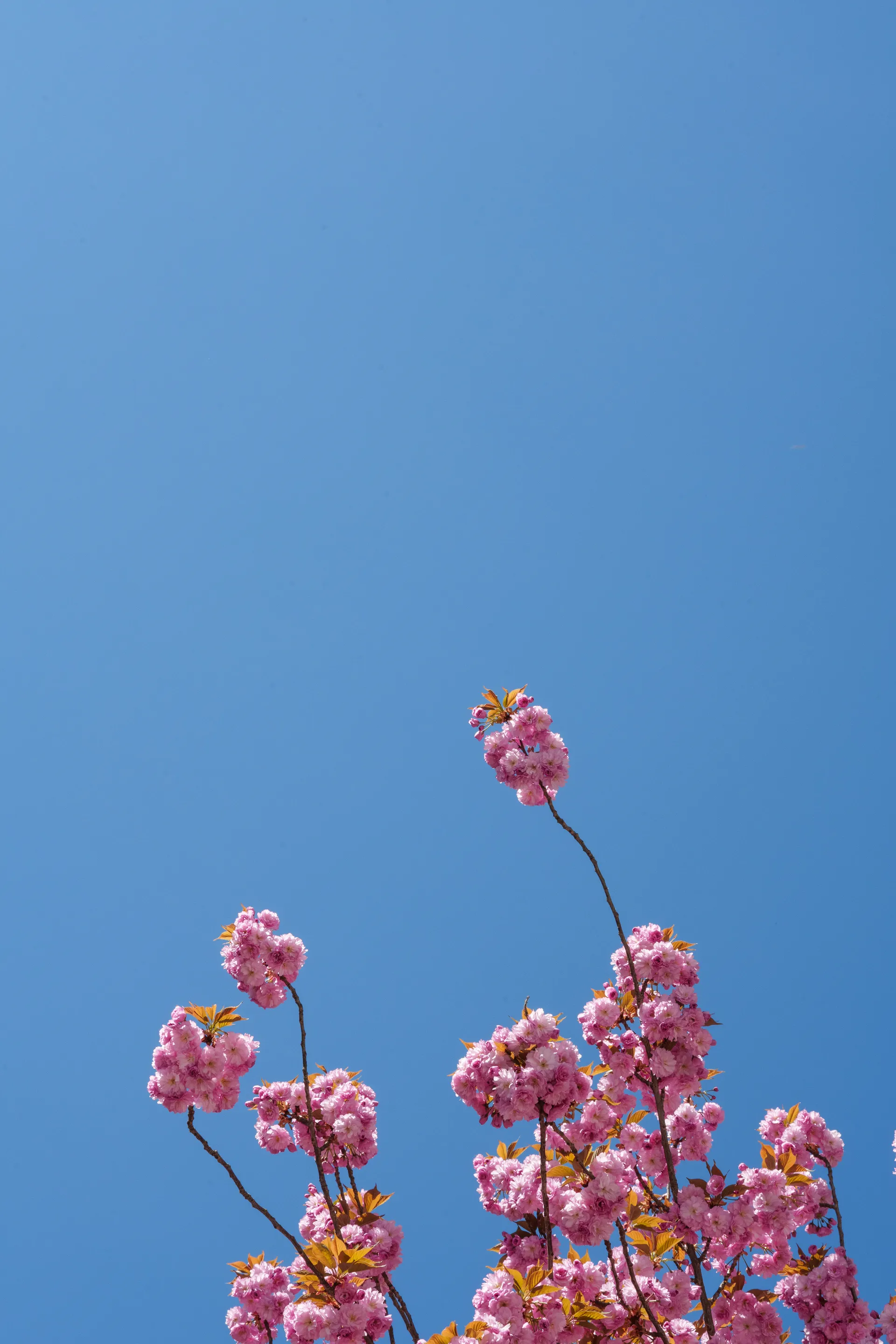 Pink cherry blossoms reach upward into a clear deep blue sky.