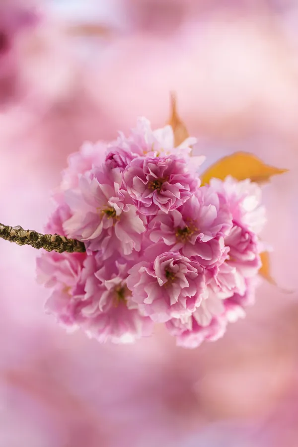A single cluster of pink double cherry blossoms hangs from a bare branch against a soft pink bokeh.