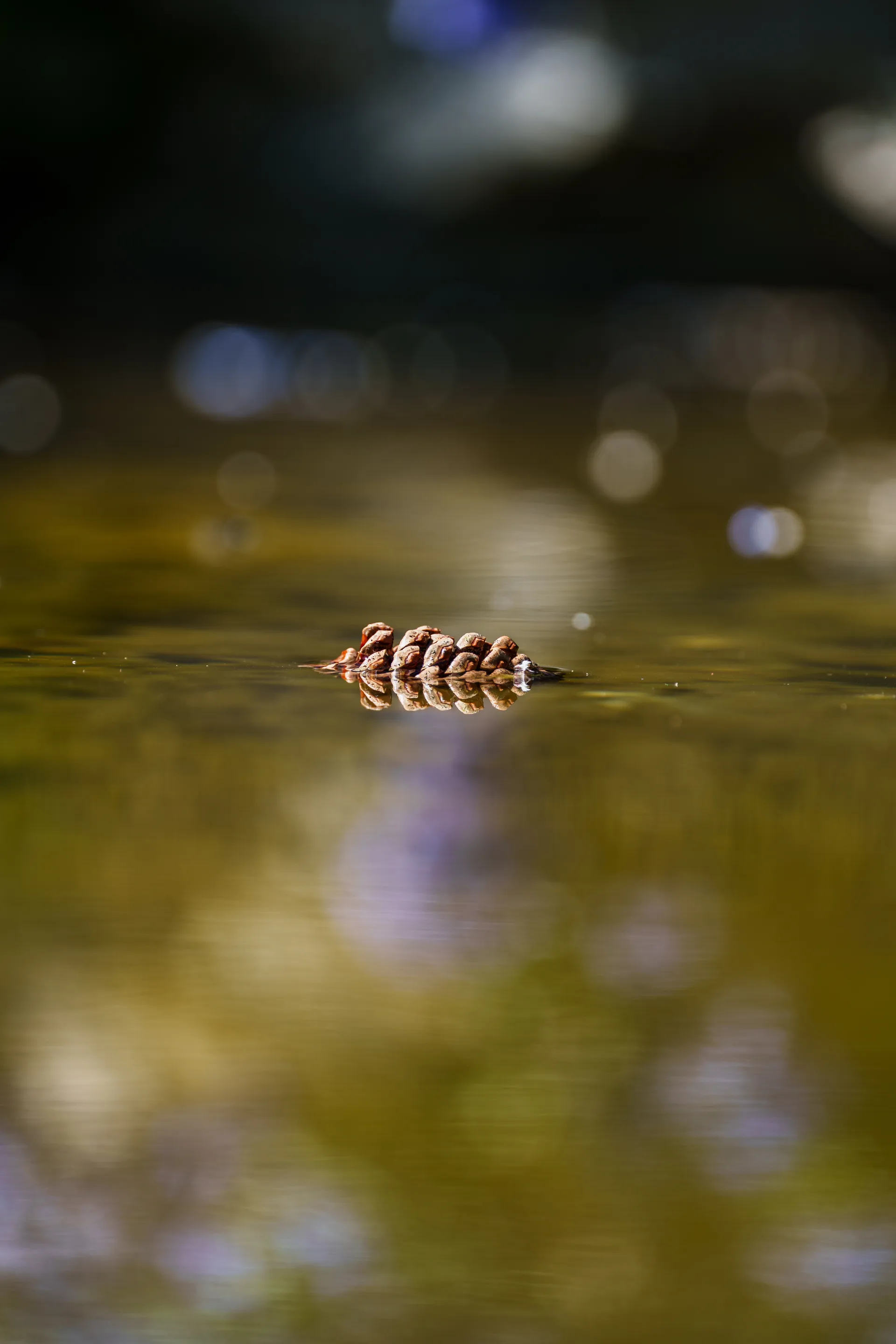 A small pine cone floats alone on still water dappled with green-gold reflections.