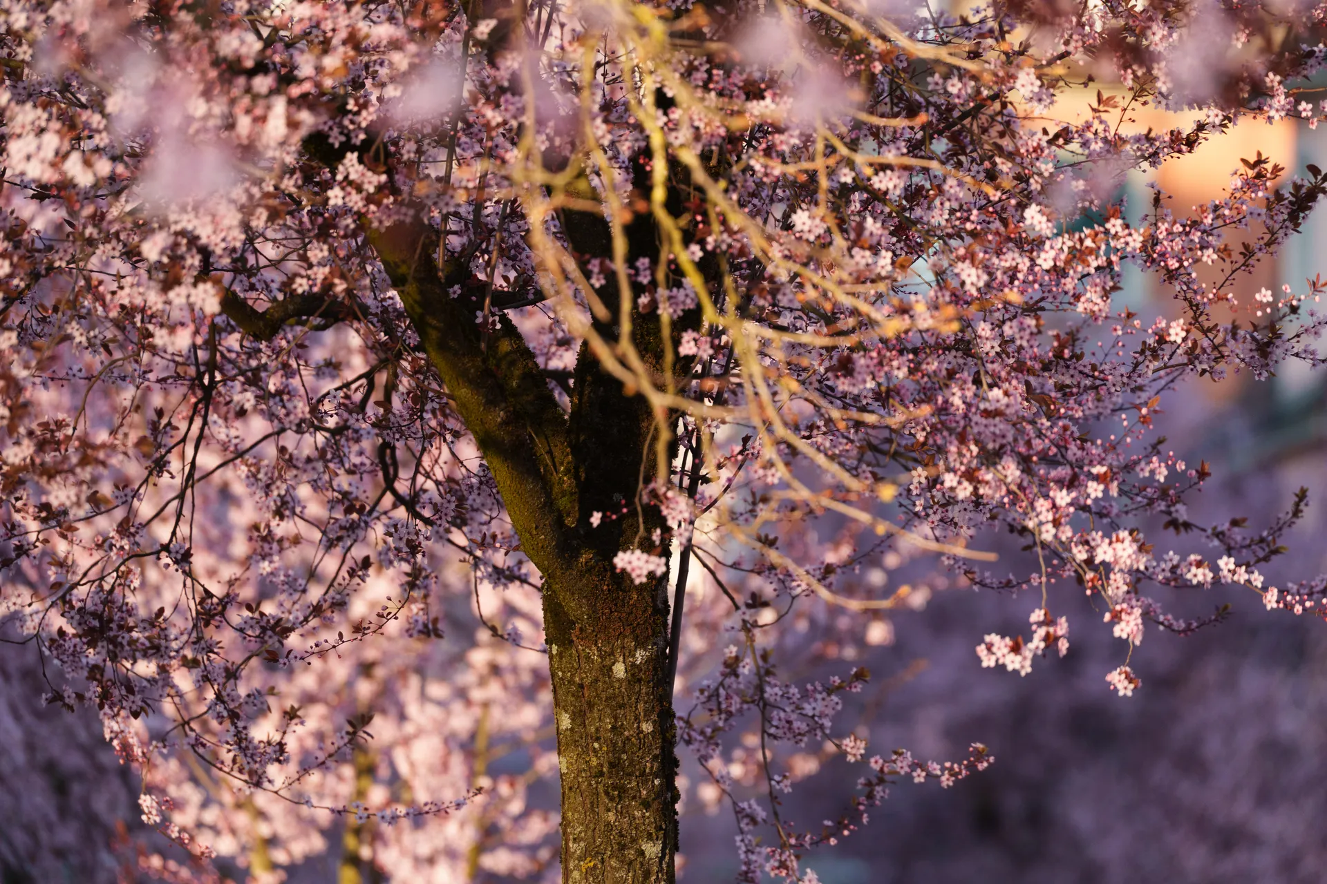 A cherry plum tree in full bloom bathed in warm evening light, its branches dense with pale pink blossoms.